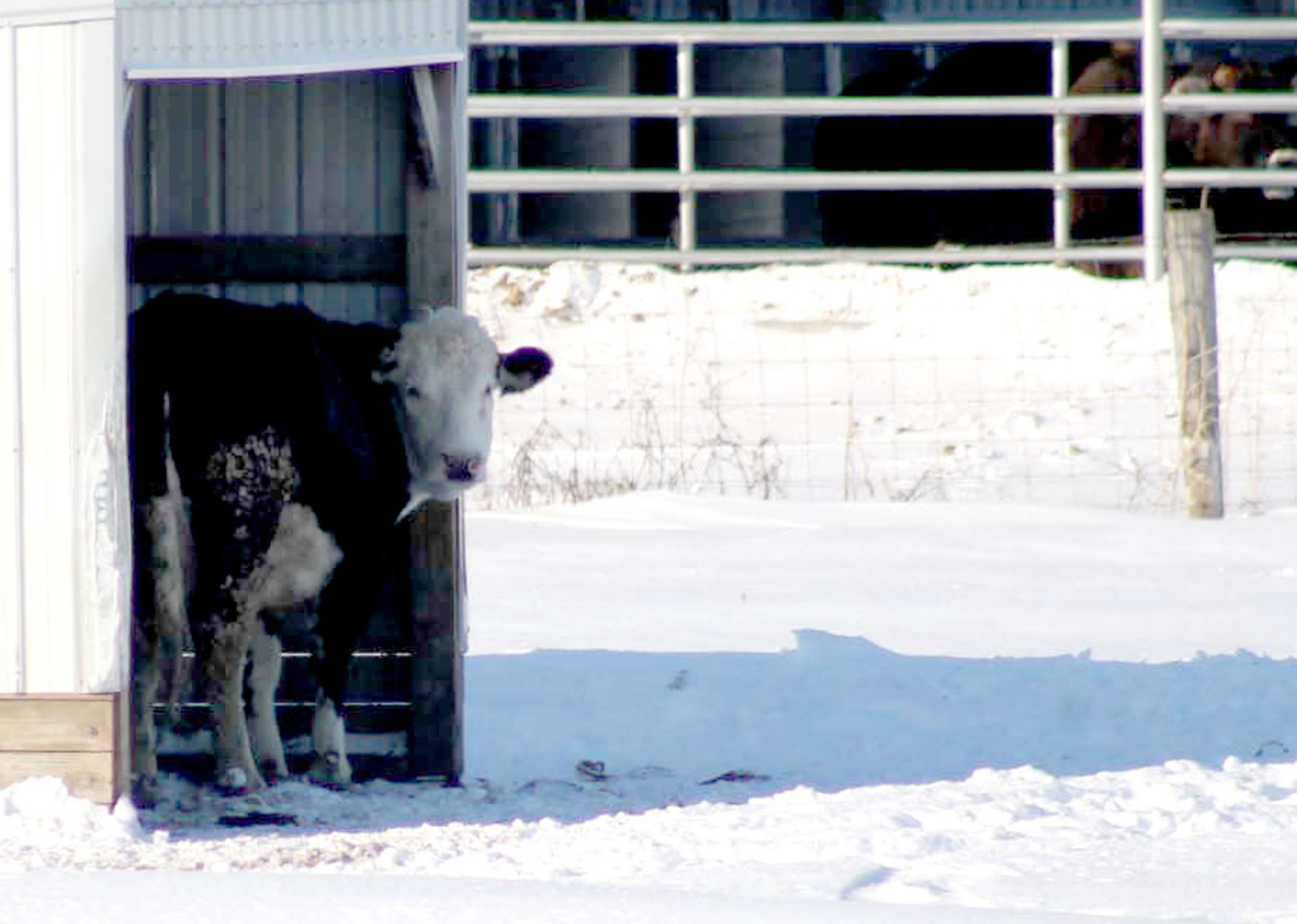 Cold cattle